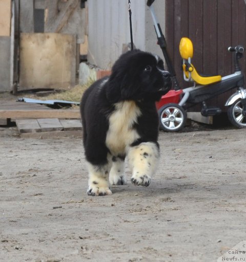 Фотография № 180055