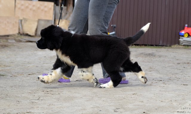 Фотография № 180059