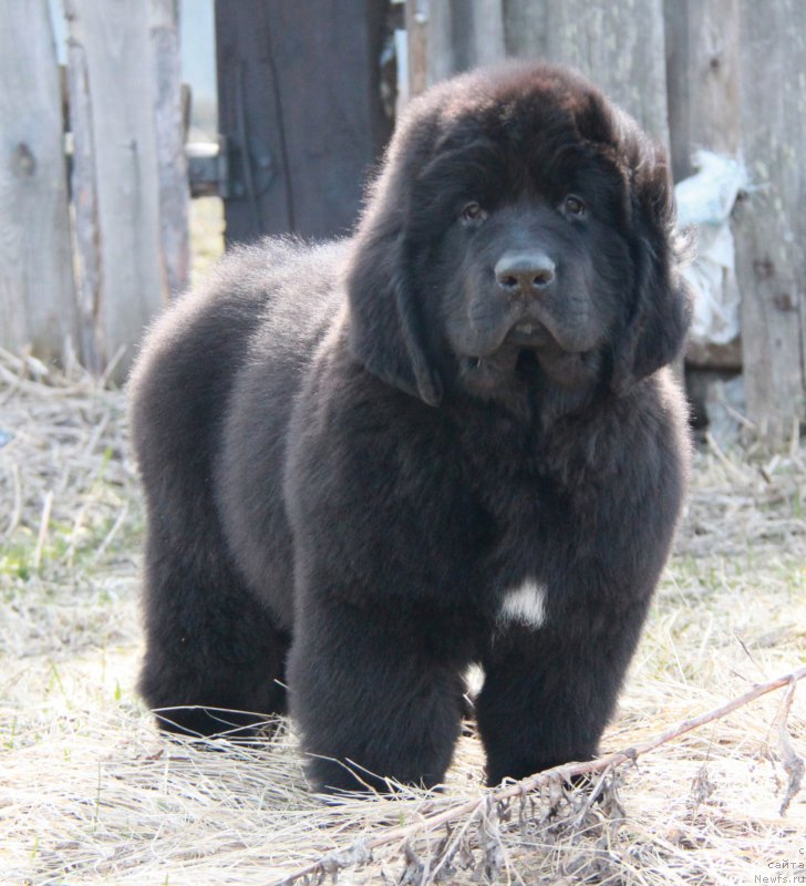 Фото: ньюфаундленд Akvian Song Performans (Аквиан Сонг Перформанс)