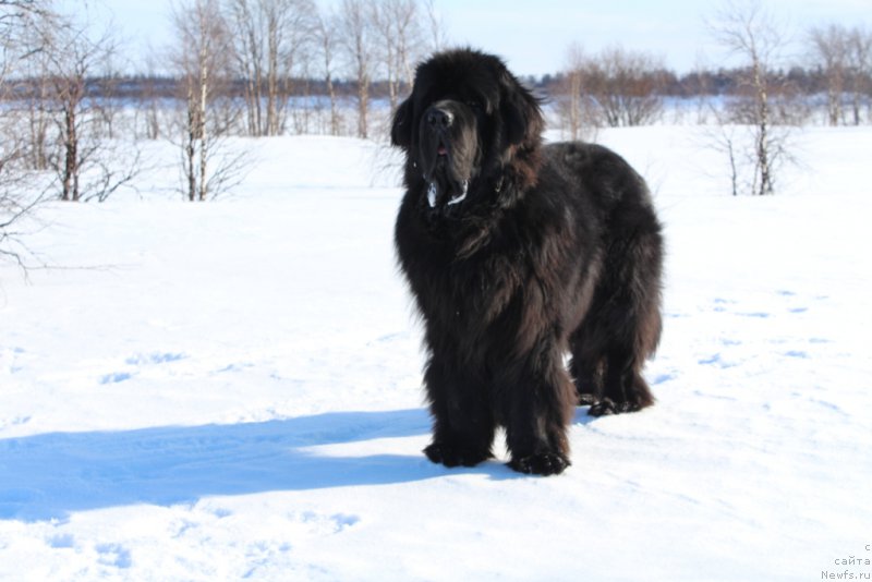 Фото: ньюфаундленд Beguschaya po Volnam Zero Kool (Бегущая по Волнам Зеро Коол)