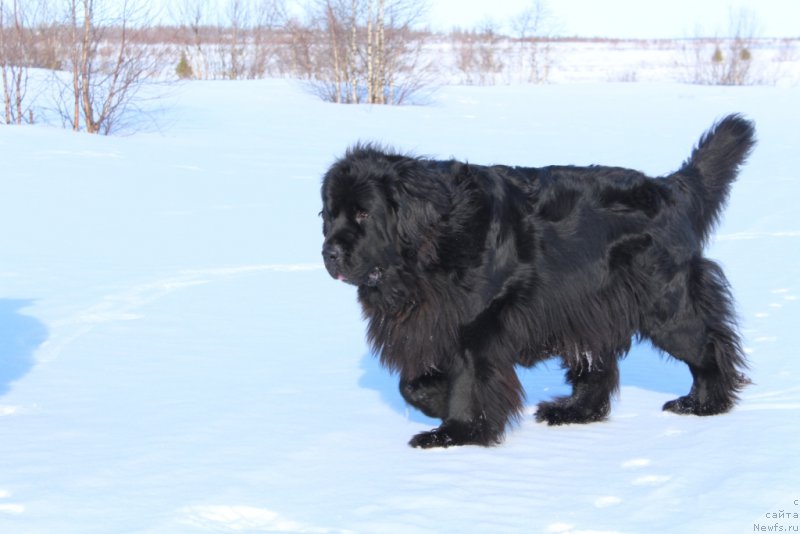 Фото: ньюфаундленд Neretum Tribe Xagrid