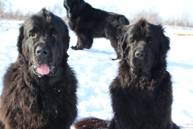 Фото: ньюфаундленд Ariel' Princess of ze Sii (Ариель Принцесс оф зе Сии), ньюфаундленд Anabelle Kvin of zye Mountayns (Анабелле Квин оф зэ Моунтайнс)