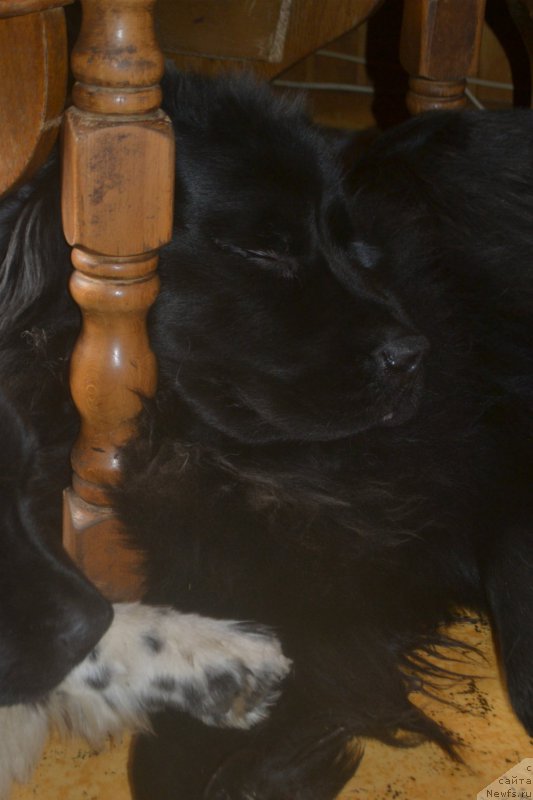 Фото: ньюфаундленд Lepestok Lilii (Лепесток Лилии)