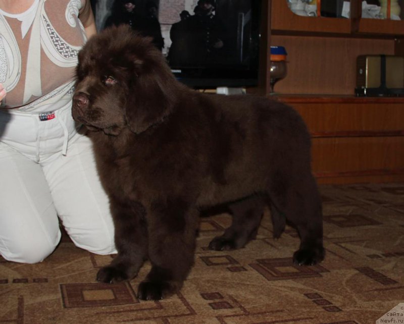 Фото: ньюфаундленд N'yufort Vashe Velichestvo Brabus (Ньюфорт Ваше Величество Брабус)