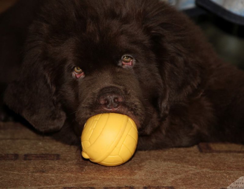 Фото: ньюфаундленд N'yufort Vashe Velichestvo Brabus (Ньюфорт Ваше Величество Брабус)