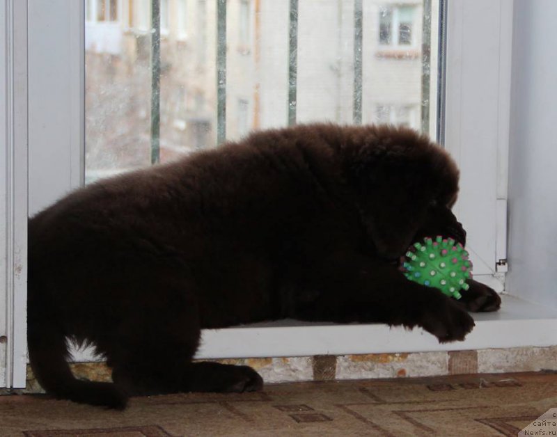 Фото: ньюфаундленд N'yufort Vashe Velichestvo Brabus (Ньюфорт Ваше Величество Брабус)