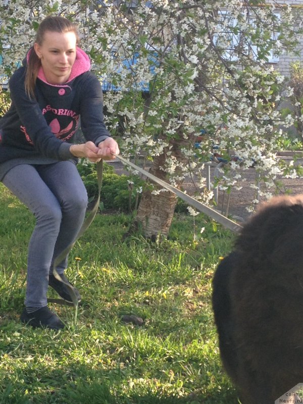 Фото: ньюфаундленд Basnja s Berega Dona (Басня с Берега Дона)