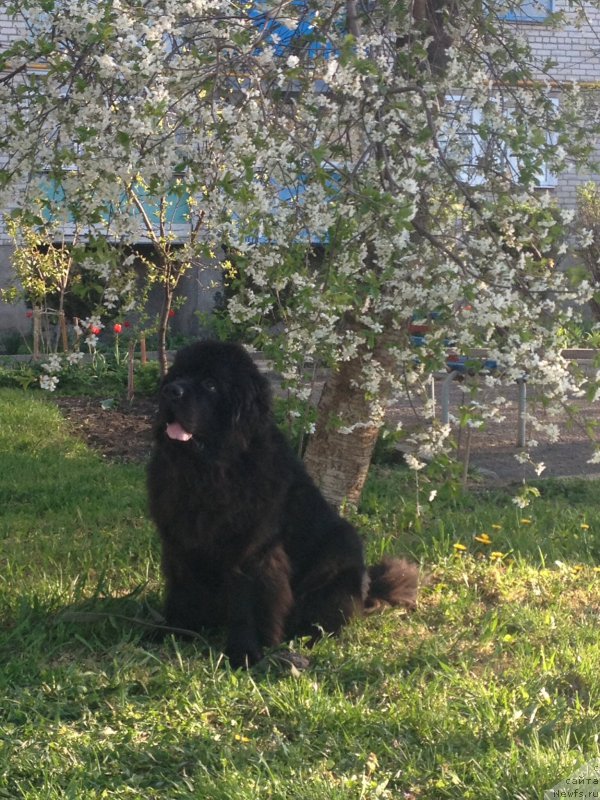 Фото: ньюфаундленд Basnja s Berega Dona (Басня с Берега Дона)