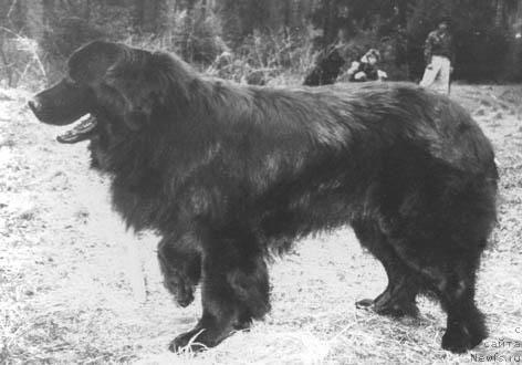 Фото: ньюфаундленд Zay Balu Cegyu (Зай Балу Цегю)