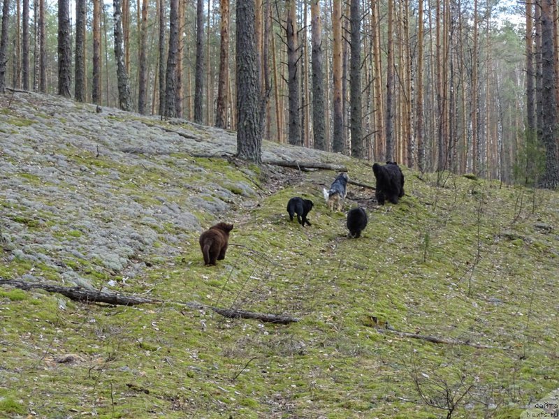 Фото: ньюфаундленд Baryishnya (Барышня), ньюфаундленд N'yufort Vivian (Ньюфорт Вивиан)