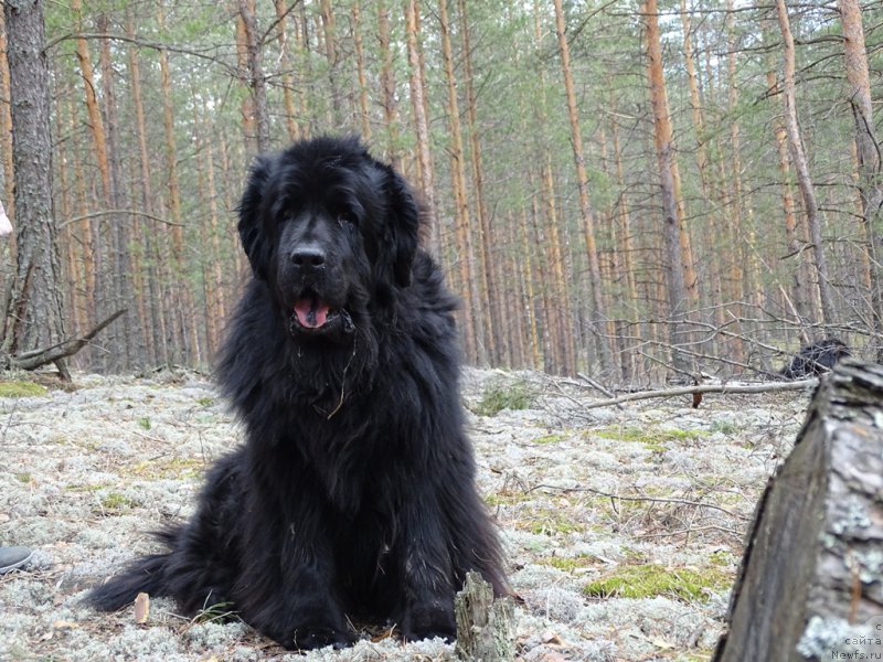 Фото: ньюфаундленд Lesnaya Skazka Lunnaya Sonata (Лесная Сказка Лунная Соната)
