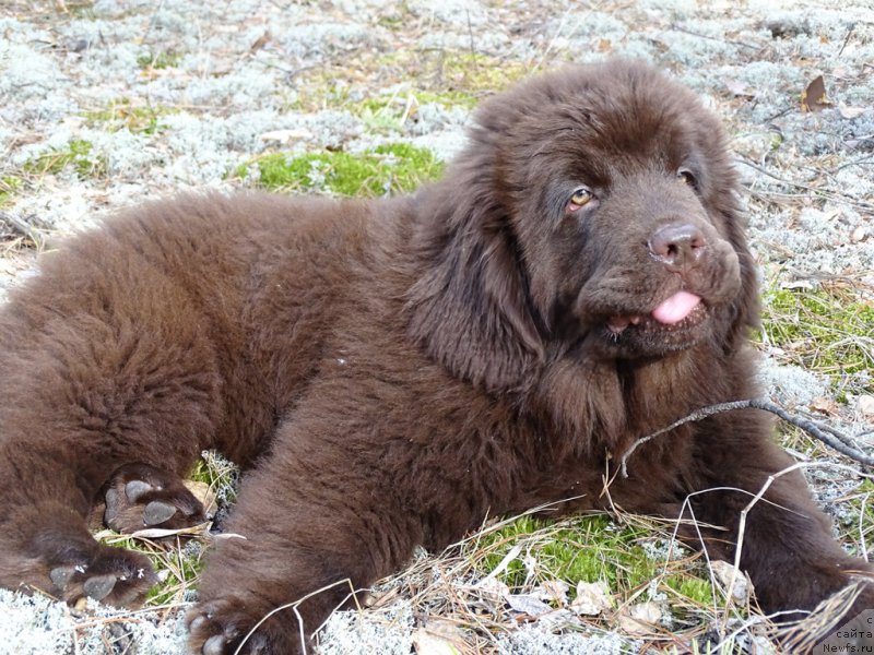 Фото: ньюфаундленд N'yufort Vivian (Ньюфорт Вивиан)