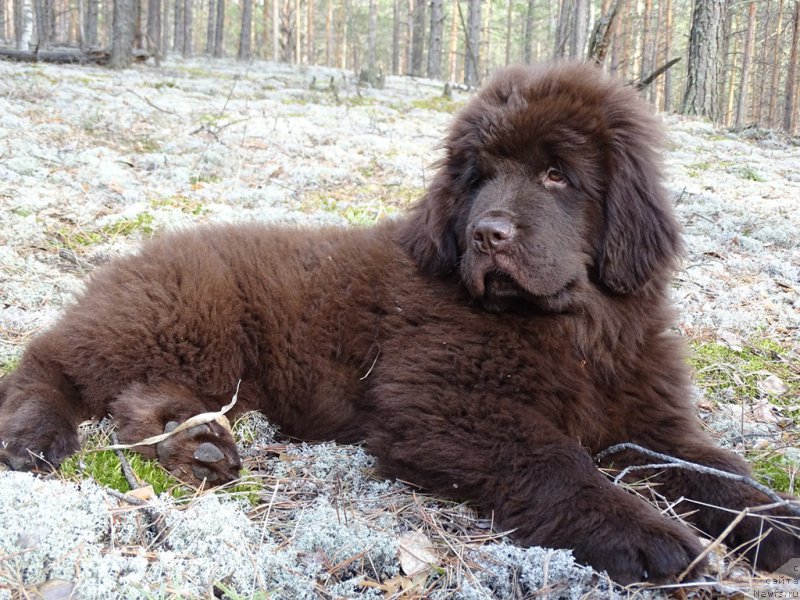 Фото: ньюфаундленд N'yufort Vivian (Ньюфорт Вивиан)