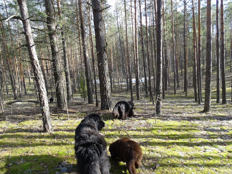 Фото: ньюфаундленд Akin Soul Sofiya (Акин Соул София), ньюфаундленд Lesnaya Skazka Lunnaya Sonata (Лесная Сказка Лунная Соната), ньюфаундленд N'yufort Vivian (Ньюфорт Вивиан)