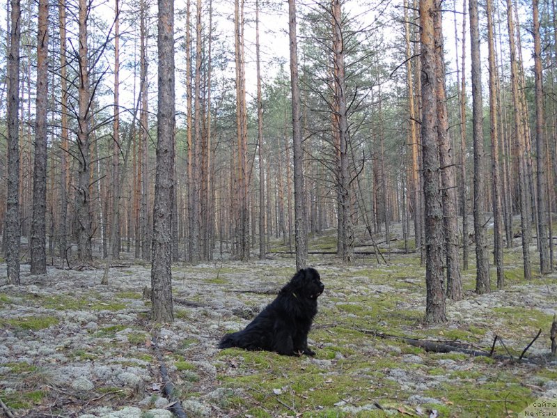Фото: ньюфаундленд Lesnaya Skazka Lunnaya Sonata (Лесная Сказка Лунная Соната)