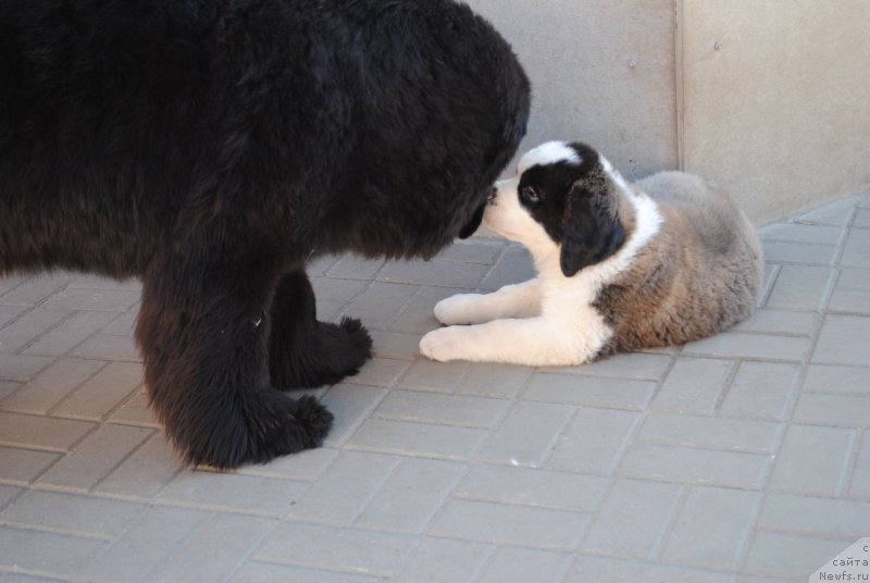 Фото: ньюфаундленд Harrieta Embodiment of a Great Pretender (Хариетта Ембодимент оф а Греат Претендер)