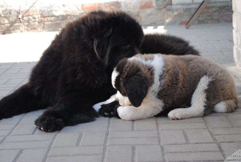 Фото: ньюфаундленд Harrieta Embodiment of a Great Pretender (Хариетта Ембодимент оф а Греат Претендер), и друг