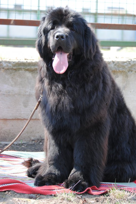 Фото: ньюфаундленд Harrieta Embodiment of a Great Pretender (Хариетта Ембодимент оф а Греат Претендер)