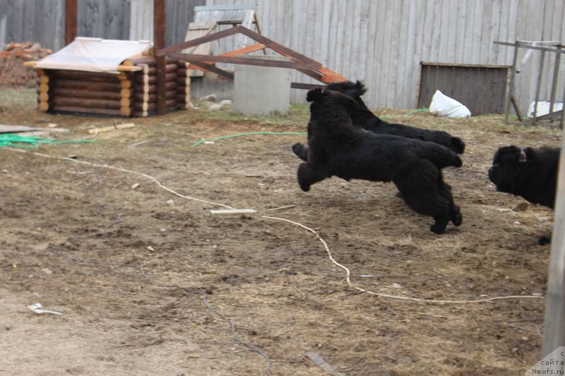 Фото: ньюфаундленд Markiz Maximilien de Mark (Маркиз Максимельен Де Марк), ньюфаундленд Super Bizon Liliman (Супер Бизон Лилимэн)