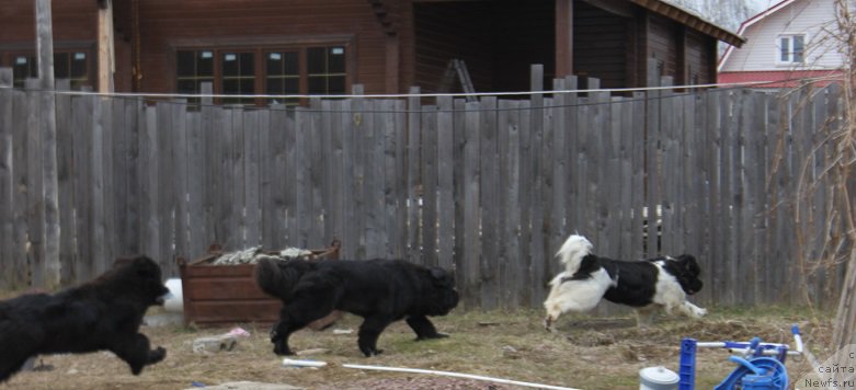 Фото: ньюфаундленд Iskushenie Moey Dushi (Искушение Моей Души), ньюфаундленд Super Bizon Liliman (Супер Бизон Лилимэн), ньюфаундленд Markiz Maximilien de Mark (Маркиз Максимельен Де Марк)