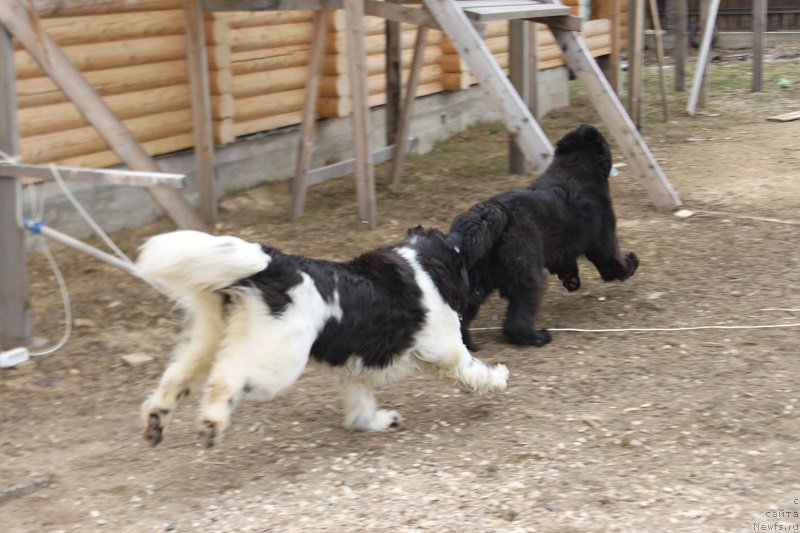 Фото: ньюфаундленд Markiz Maximilien de Mark (Маркиз Максимельен Де Марк), ньюфаундленд Iskushenie Moey Dushi (Искушение Моей Души)