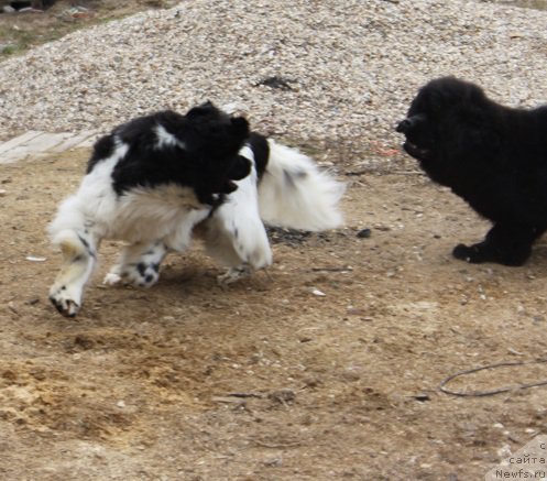 Фото: ньюфаундленд Iskushenie Moey Dushi (Искушение Моей Души), ньюфаундленд Markiz Maximilien de Mark (Маркиз Максимельен Де Марк)