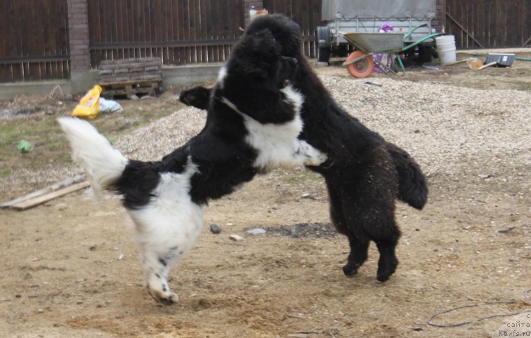 Фото: ньюфаундленд Iskushenie Moey Dushi (Искушение Моей Души), ньюфаундленд Markiz Maximilien de Mark (Маркиз Максимельен Де Марк)