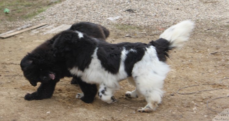 Фотография № 180139