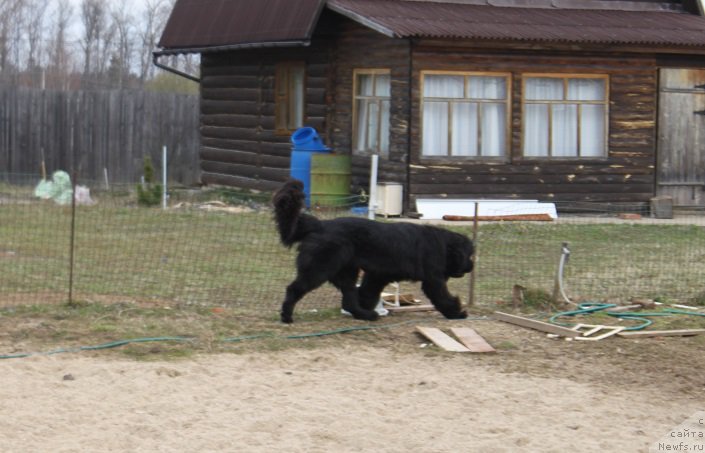 Фото: ньюфаундленд Super Bizon Liliman (Супер Бизон Лилимэн)
