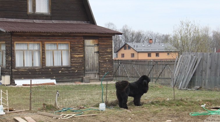Фото: ньюфаундленд Super Bizon Liliman (Супер Бизон Лилимэн)