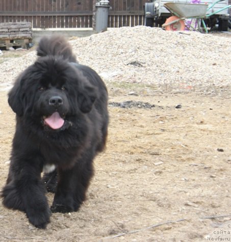 Фото: ньюфаундленд Super Bizon Liliman (Супер Бизон Лилимэн)