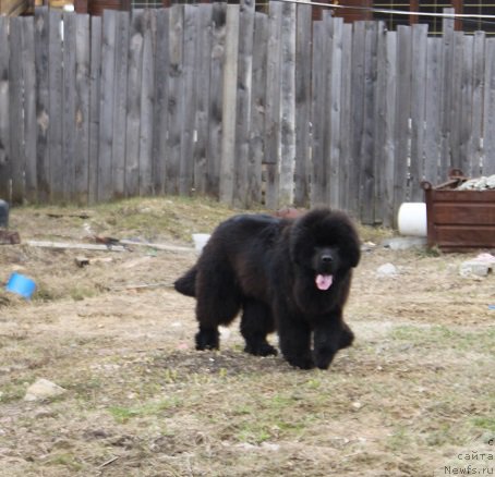 Фото: ньюфаундленд Markiz Maximilien de Mark (Маркиз Максимельен Де Марк)