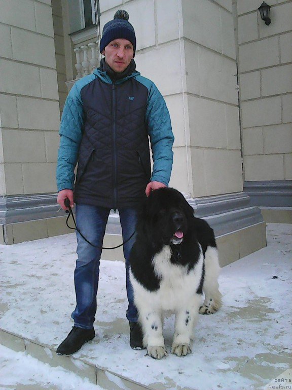 Фото: ньюфаундленд Bi Perfekt Vinks (Би Перфект Винкс)