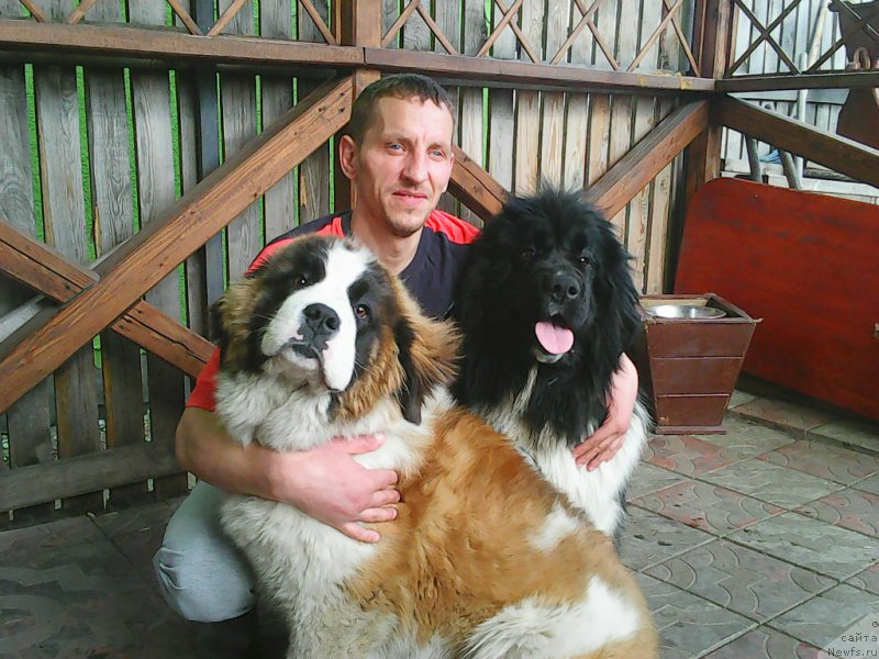 Фото: ньюфаундленд Bi Perfekt Vinks (Би Перфект Винкс)