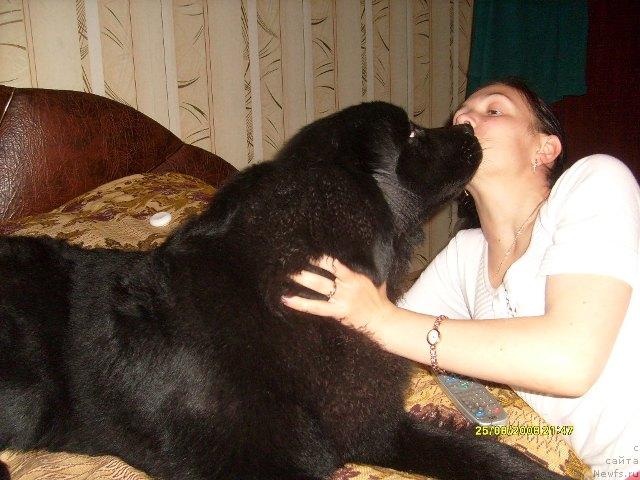 Фото: ньюфаундленд Kaiden Playful (Кайден Плейфул)