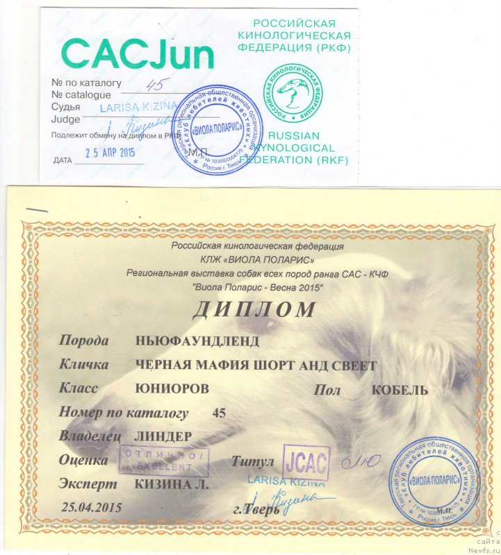 Фото: ньюфаундленд Chernaya Mafia Short and Sweet (Черная Мафия Шорт анд Свеет)