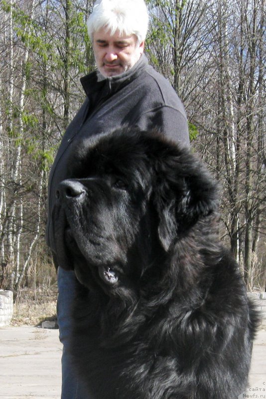 Фото: ньюфаундленд Chernaya Mafia Short and Sweet (Черная Мафия Шорт анд Свеет)