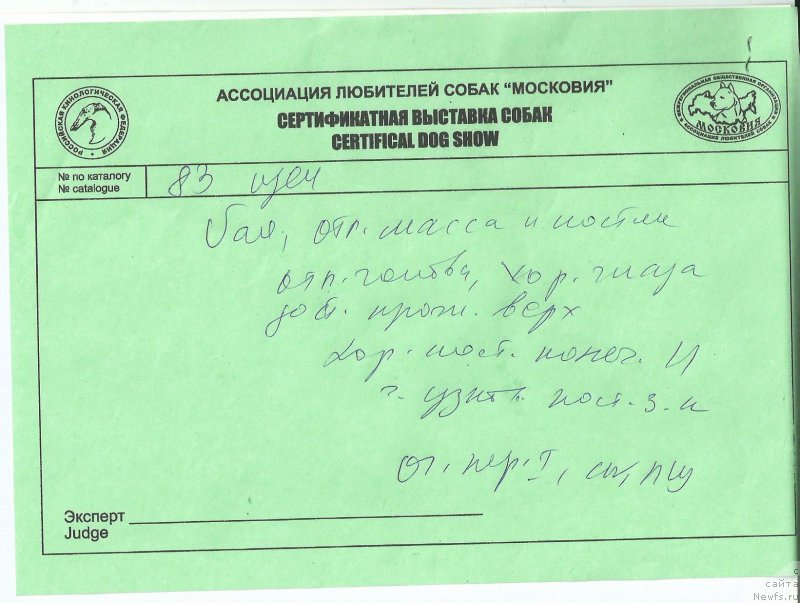 Фото: ньюфаундленд Piternyuf Azart (Питерньюф Азарт)