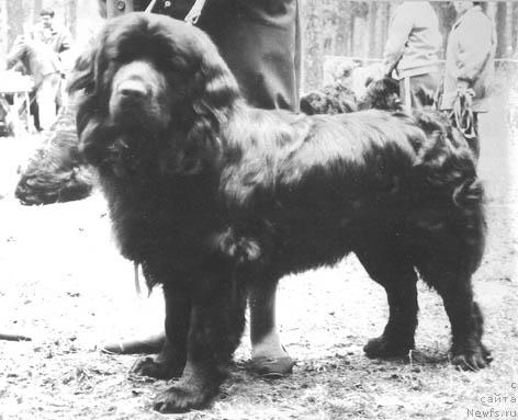 Фото: ньюфаундленд Benson Pan (Бенсон Пан)