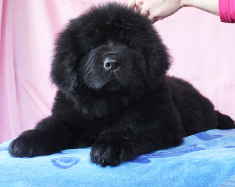 Фото: ньюфаундленд CHernyiy Balu Evita Leona (Черный Балу Евита Леона)