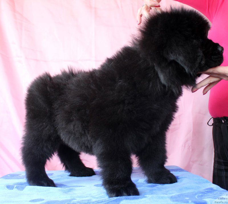 Фото: ньюфаундленд CHernyiy Balu Evita Leona (Черный Балу Евита Леона)