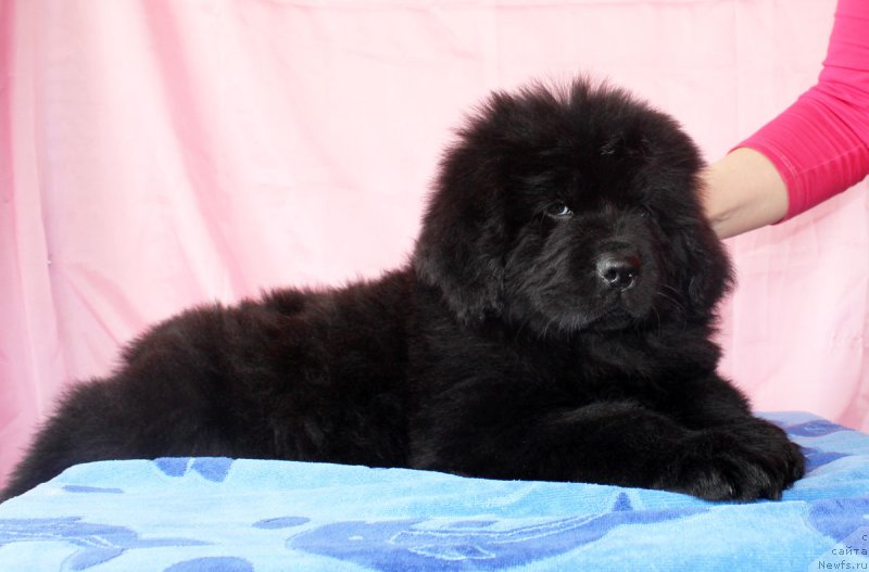 Фото: ньюфаундленд CHernyiy Balu Evita Leona (Черный Балу Евита Леона)