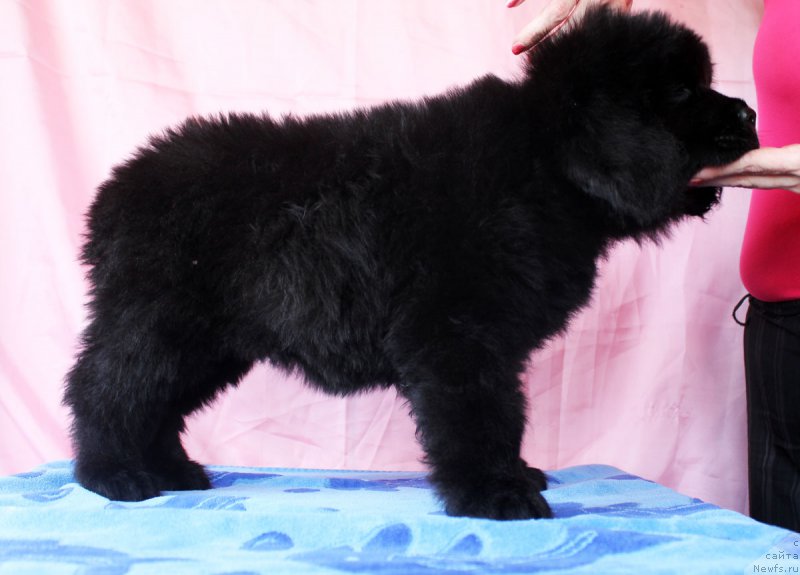 Фото: ньюфаундленд CHernyiy Balu Eseniya (Черный Балу Есения)