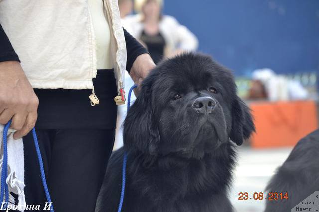 Фото: ньюфаундленд Argentina Lunnaya Noch' (Аргентина Лунная Ночь)