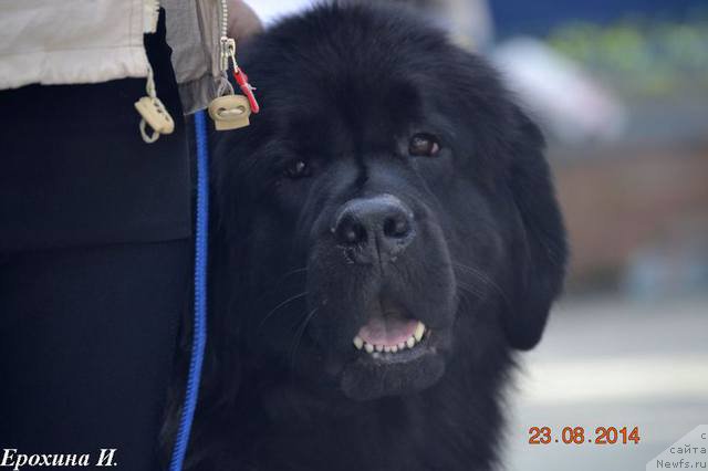 Фото: ньюфаундленд Argentina Lunnaya Noch' (Аргентина Лунная Ночь)