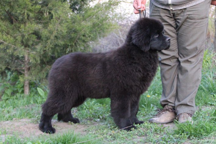 Фотография № 180216