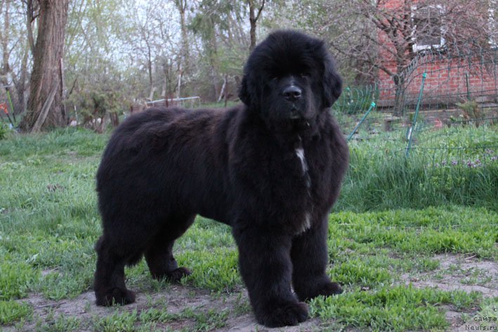 Фотография № 180218