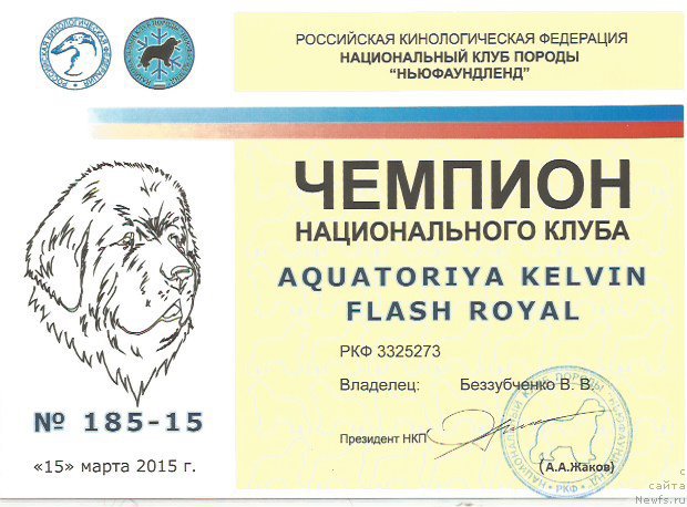 Фото: ньюфаундленд Aquatoriya Kelvin Flash Royal (Акватория Келвин Флэш Ройал)