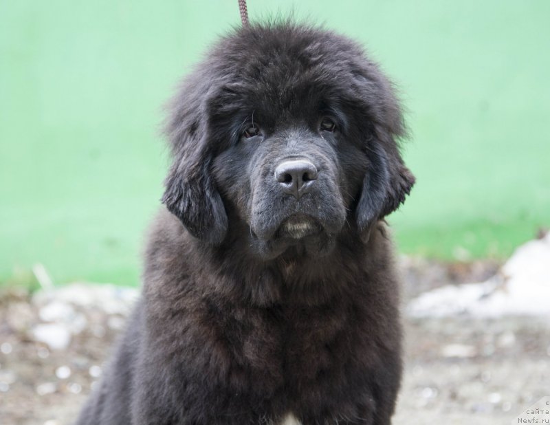 Фото: ньюфаундленд Viktoriya from Rashn Bear (Виктория фром Рашн Беар)