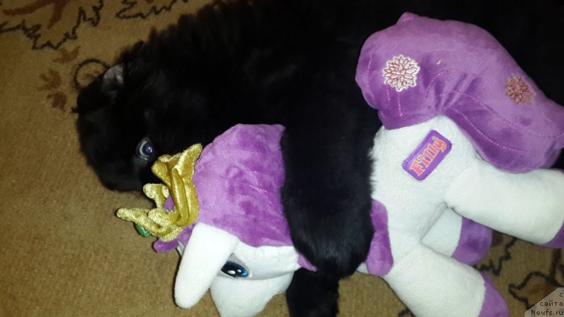 Фото: ньюфаундленд CHernyiy Balu Elisey (Черный Балу Елисей)